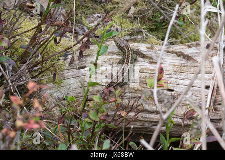 Male sand lizard (Lacerta agilis) basking on a log in a heathland site, UK Stock Photo