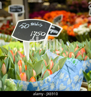 Flower shop in Bloemenmarkt, Amsterdam (Netherlands). March 2015. Squared format. Stock Photo