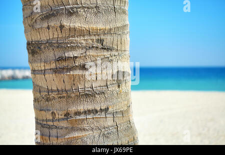 Close up picture of a coconut palm tree trunk with blurred beach in distance, natural background. Stock Photo
