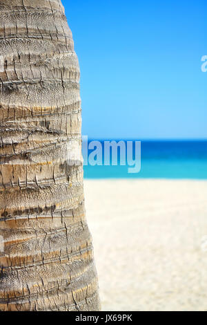 Close up picture of a coconut palm tree trunk with blurred beach in distance, natural background with copy space. Stock Photo