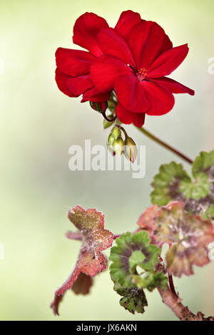 Red geranium flower blooms macro on green background. Red geraniums in a summer garden. Stock Photo