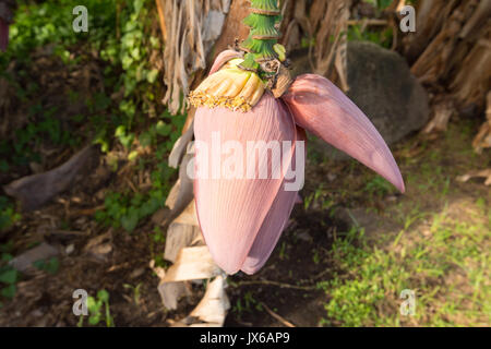 Banana flower of banana tree in Martinique Stock Photo