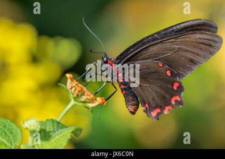 Pink-Spotted Cattleheart (Parides Photinus) Stock Photo