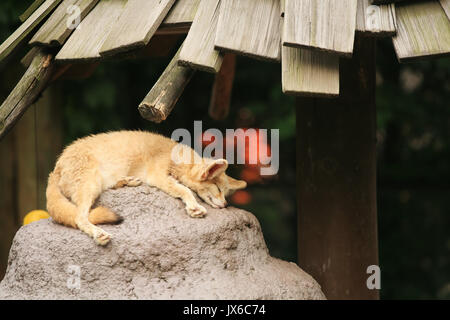 Fennec fox (Vulpes zerda) sleeping on the rock. Wildlife animal Stock Photo
