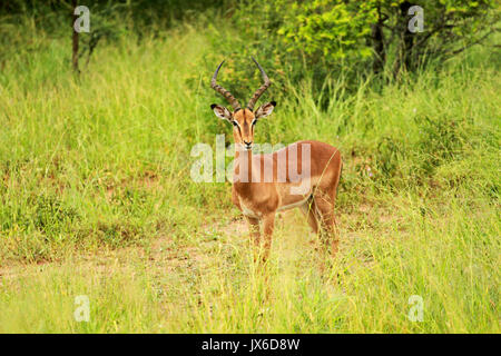 Impala, Kruger National Park, South Africa Stock Photo