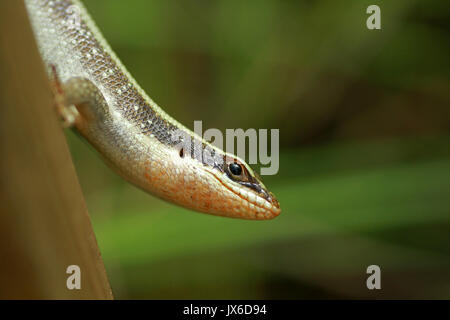 African striped skink, Kruger National Park, South Africa Stock Photo