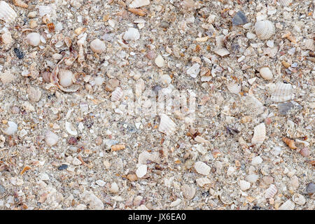 Close-up image of sand on a beach with lots of different shells and parts. Seamless texture background. Stock Photo