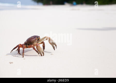 Hairy leg mountain crab on the beach at similan island Stock Photo