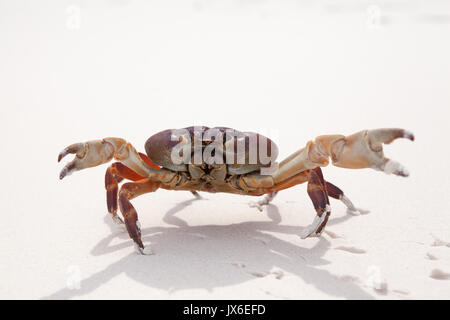 Hairy leg mountain crab on the beach at similan island Stock Photo