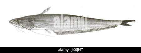 Wallago attu Mintern 111 Stock Photo