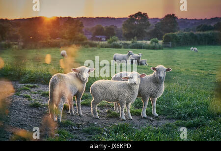 Three lambs in a field at sunset Stock Photo