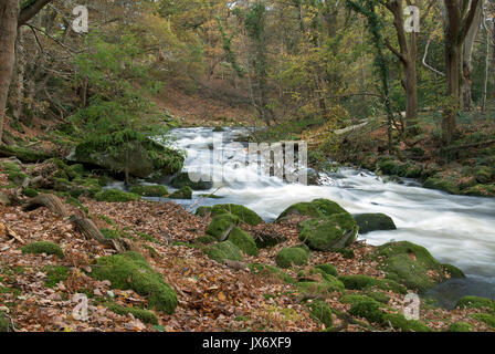 The Ogwen a major river in North Wales has its main source in Lake Ogwen in Snowdonia but here passes through wooded valleys in its lower reaches. Stock Photo