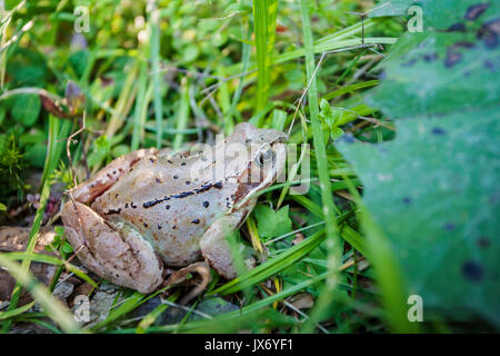 Brown frog in the wet grass of forest Stock Photo