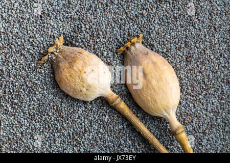 Dried poppy heads and seeds. Blue poppy. Stock Photo