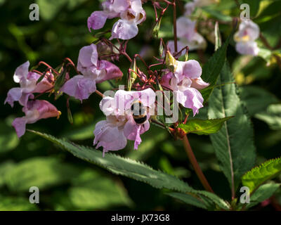 Bee taking the pollen from a wild flower Stock Photo