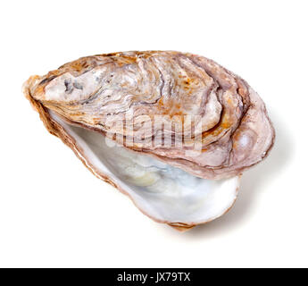 Empty seashell from oyster isolated on white background Stock Photo