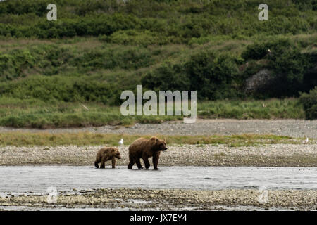 A grizzly bear sow walks with her yearling cub along the lower lagoon at the McNeil River State Game Sanctuary on the Kenai Peninsula, Alaska. The remote site is accessed only with a special permit and is the world’s largest seasonal population of brown bears.