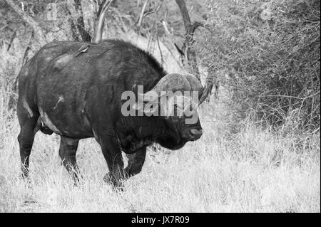 Red-billed Oxpeckers, Buphagus erythrorhynchus, on back of African Buffalo, Syncerus caffer, in Sabi Sand Reserve at MalaMala in South Africa. Stock Photo