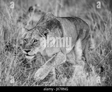 African Lion, Panthera leo, in Sabi Sand Reserve at MalaMala in South Africa. Stock Photo