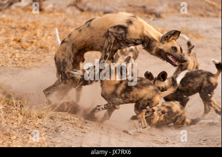 African Wild Dogs, Lycaon pictus, at Linyanti Wildlife Reserve in northern Botswana. Stock Photo