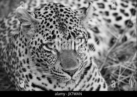 Leopard, Panthera pardus, at Sabi Sand Reserve in MalaMala, South Africa. Stock Photo