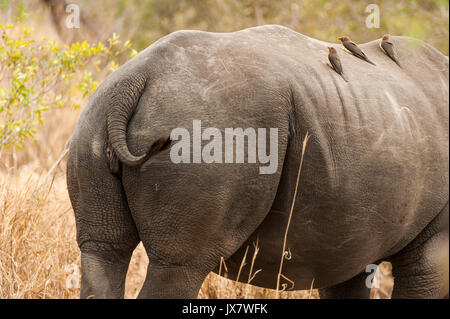 Red-billed Oxpeckers, Buphagus erythrorhynchus, on back of Rhinoceros in Sabi Sand Reserve in MalaMala, South Africa. Stock Photo