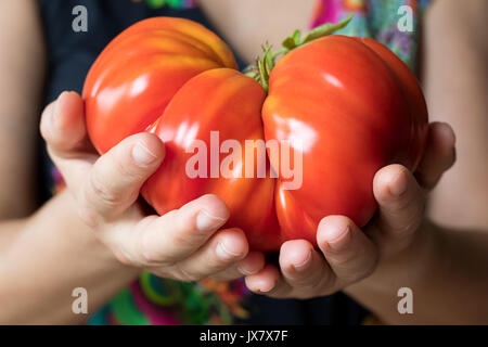 Hands holding and offering a giant Zapotec pleated heirloom tomato Stock Photo