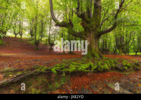Tree roots in Gorbea Natural Park Stock Photo