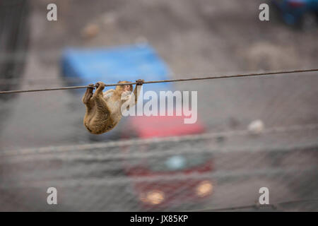A young Barbary macaque hands on a wire above a busy landfill site in Gibraltar, whilst a truck drives beneath. Stock Photo