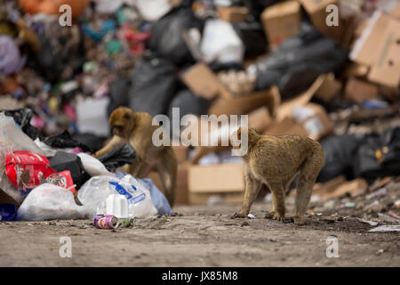 Barbary macaques scavenge for food in a landfill site in Gibraltar. Stock Photo