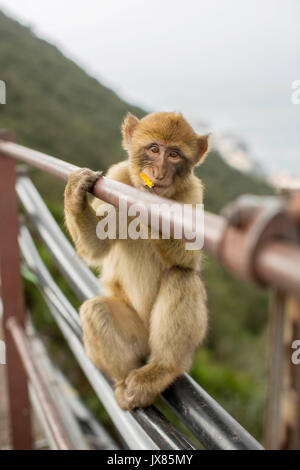 A young Barbary macaque chews on a yellow wrapper whilst hanging onto railings in Gibraltar. Stock Photo
