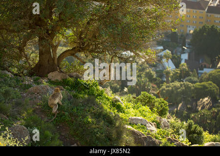 A pair of young Barbary macaques play in the trees at the top of a cliff in the evening light in Gibraltar's Upper Rock. Stock Photo