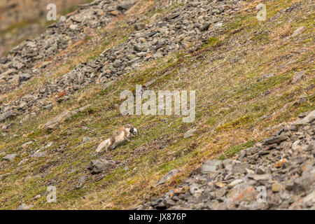 Arctic fox running with a little auk in its mouth, Svalbard Stock Photo