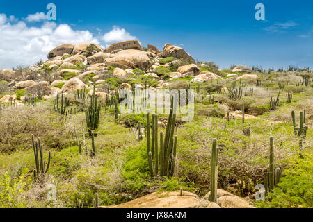 Ayo Rock formation and typical cacti in the Arikok national park, Aruba Stock Photo