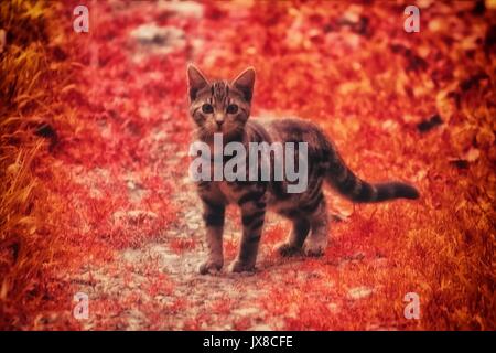 Isolated tabby kitten outside Stock Photo