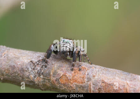 Close-up of a tiny multi-coloured jumping spider (Evarcha falcata) on a pine tree at a Surrey heathland site Stock Photo