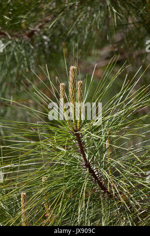 Close up of pine tree needles Stock Photo