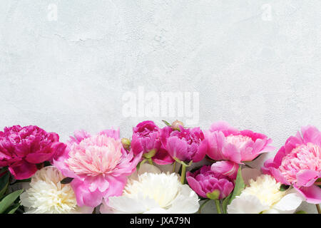 Frame of Peonies on concrete background with copy space. Wedding, gift, feminine cards, design or mockup projects. Table top view Stock Photo