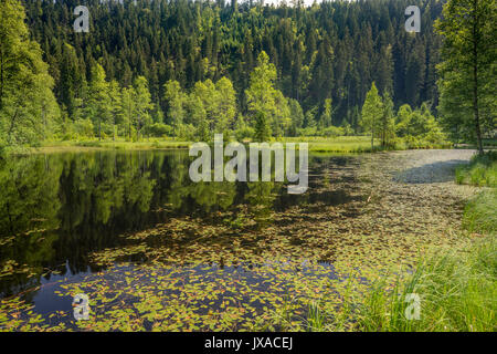 Ellbachsee, Black Forest, Baden-Württemberg, Germany Stock Photo
