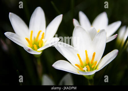 beautiful white rain lily,  represents pure and fresh Stock Photo