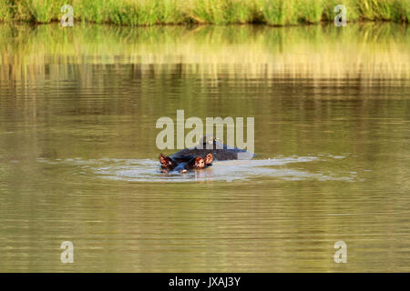 Friends, Pilanesberg National Park, South Africa Stock Photo