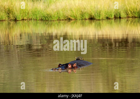 Friends, Pilanesberg National Park, South Africa Stock Photo