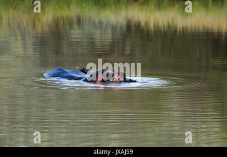 Friends, Pilanesberg National Park, South Africa Stock Photo