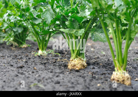 close-up of celery plantation (root vegetable) in the vegetable garden after the watering Stock Photo