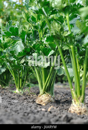 close-up of celery plantation (root vegetable) in the vegetable garden, vertical composition Stock Photo