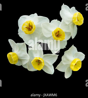 Narcissus flower isolated on black background Stock Photo
