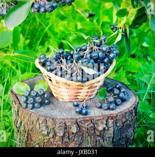 Black ashberry in a basket in the garden on the stump Stock Photo