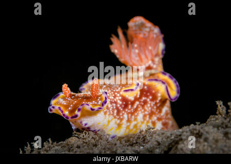 T-bar nudibranch (Ceratosoma tenue) in the Lembeh Strait Stock Photo