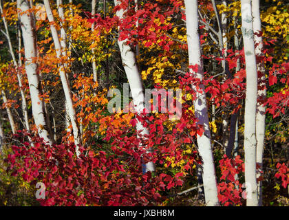 Birch and red maple in a deciduous forest. Stock Photo