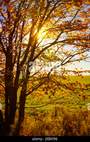 Sunlight shining through fall leaves. Stock Photo